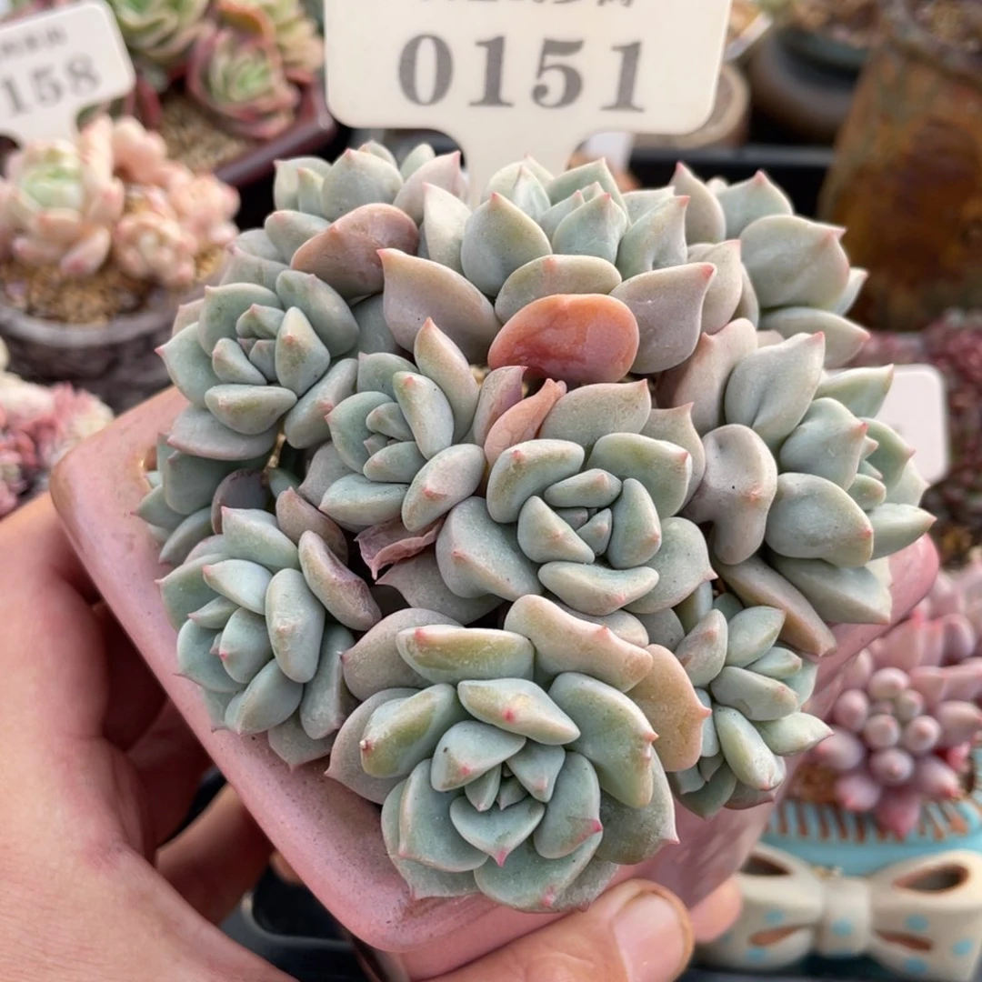 故***^0151超奶不带盆12厘米