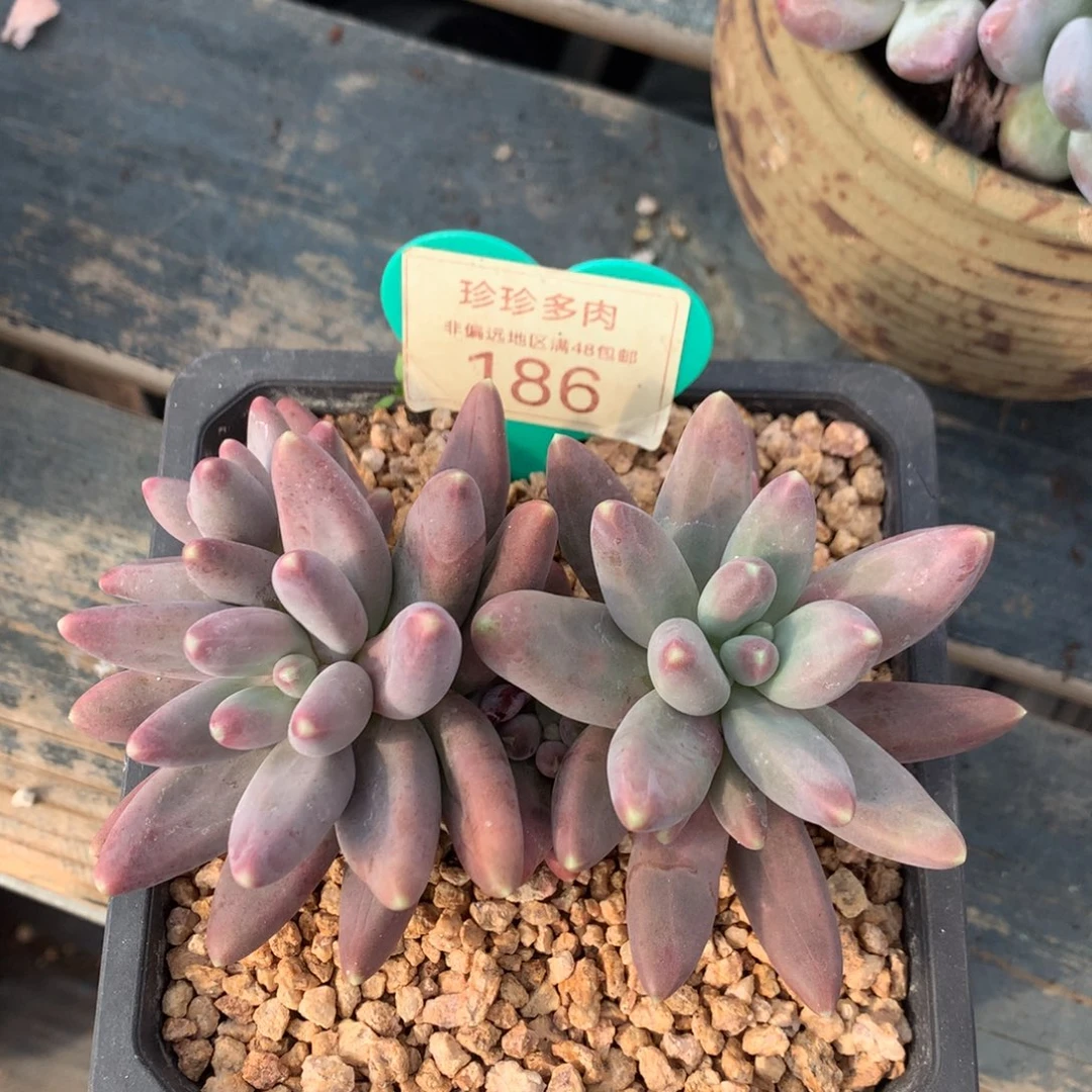 戴蒙得无砍开播福利186