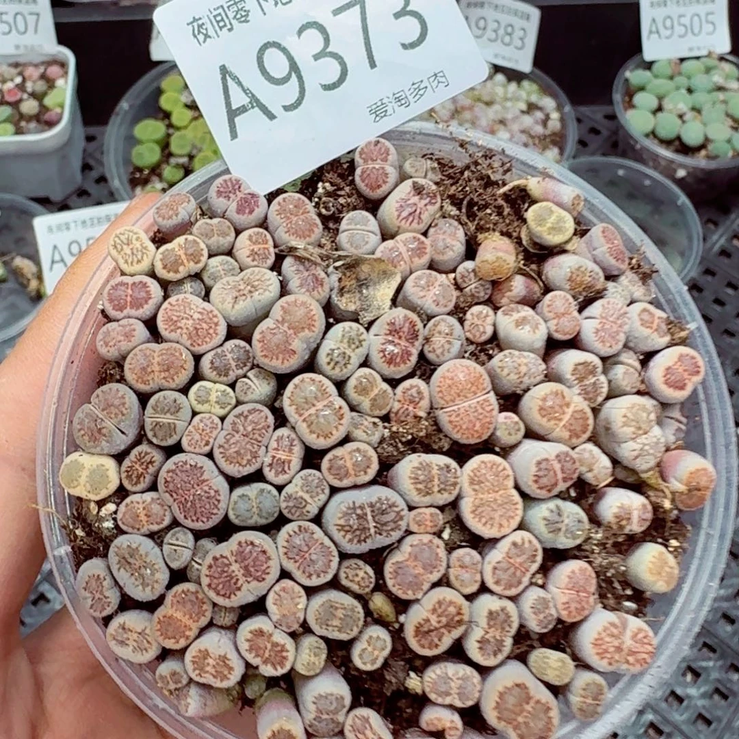 9373–—零下地区需拍保温箱