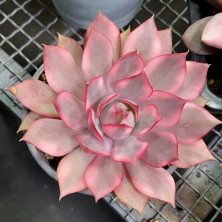 宝莲灯锦多肉植物