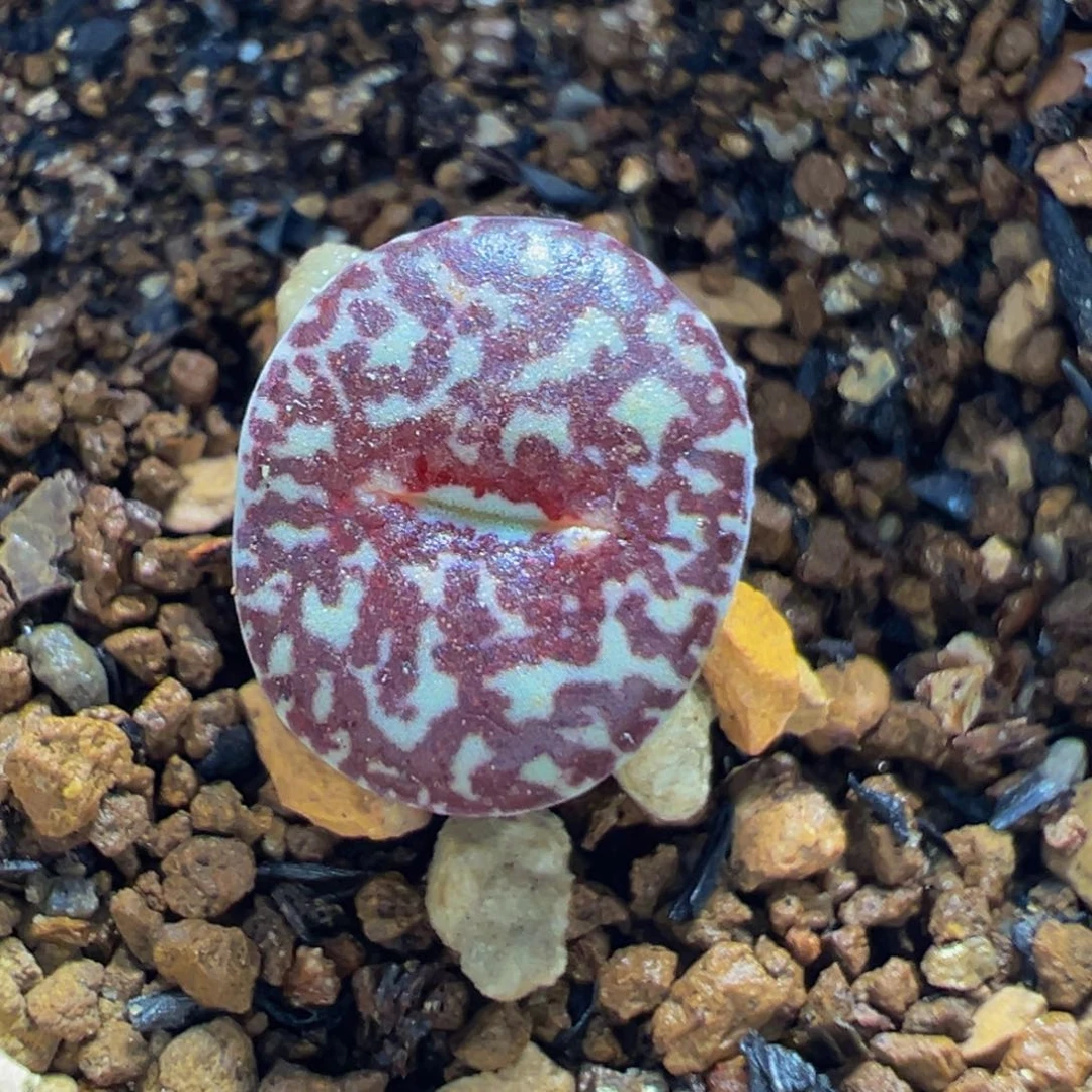 614多肉植物百科植物