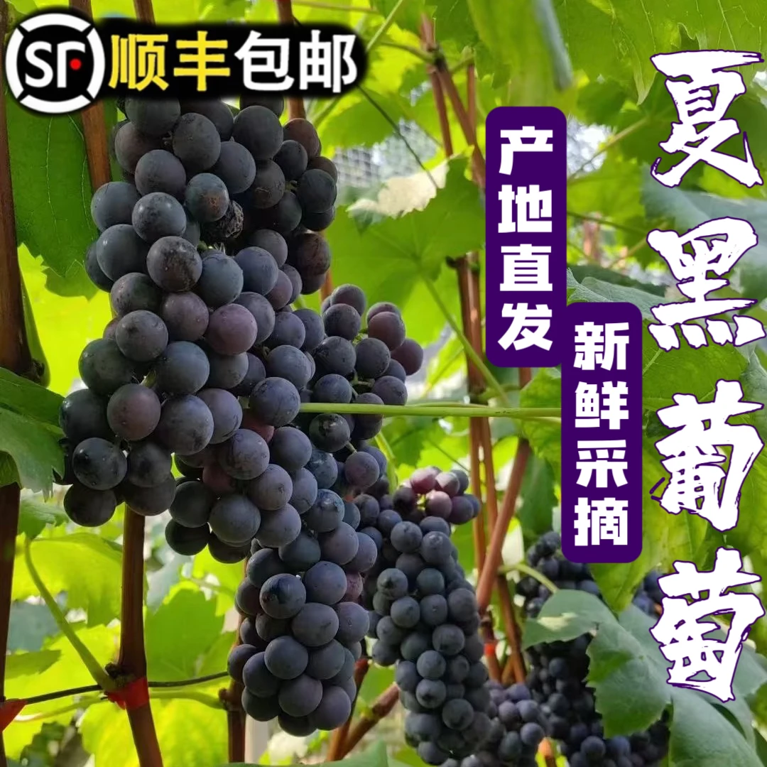 【618好物节】顺丰包邮现摘无籽夏黑葡萄新鲜当季无核孕妇时令水果