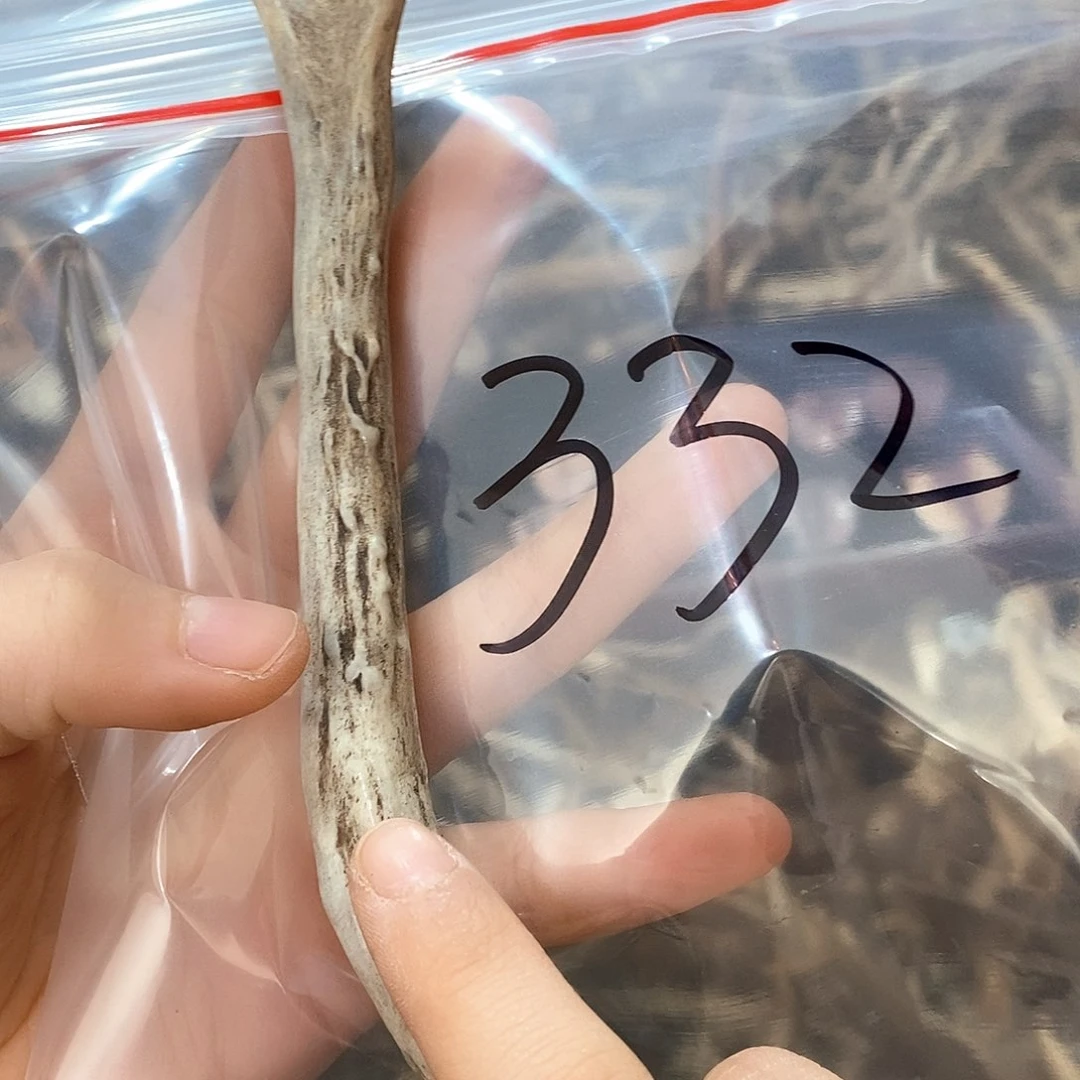 鹿角鹿角鹿角鹿角
