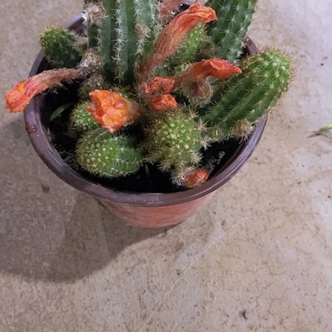 刘*仙人掌黄金白檀整群