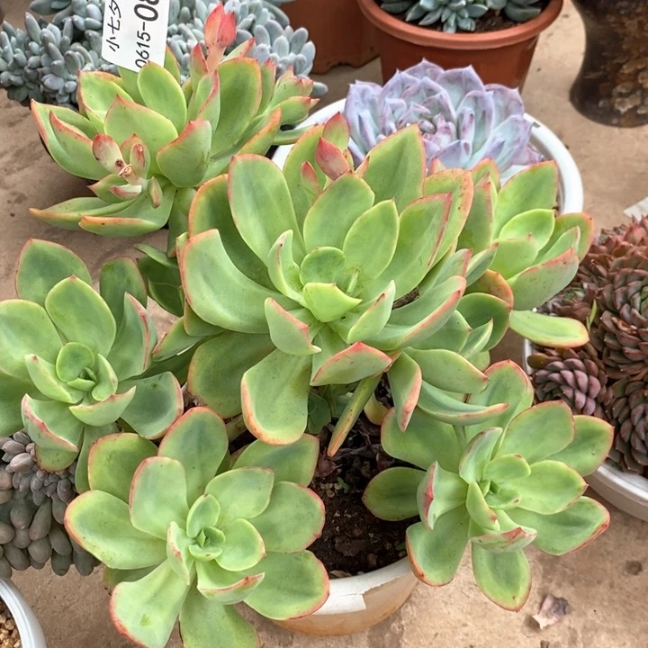 小七夕多肉水墨仙子08