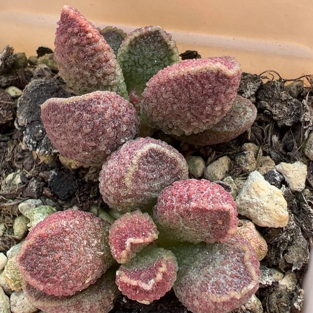 紫猪肝双头纯木质桩多肉