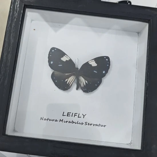 木蝴蝶标本白壁紫斑蝶方框