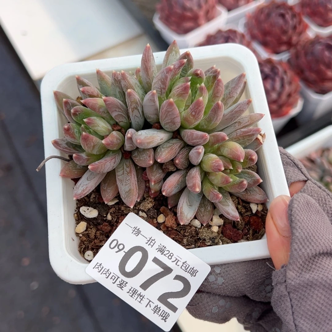 重楼多肉多肉多肉多