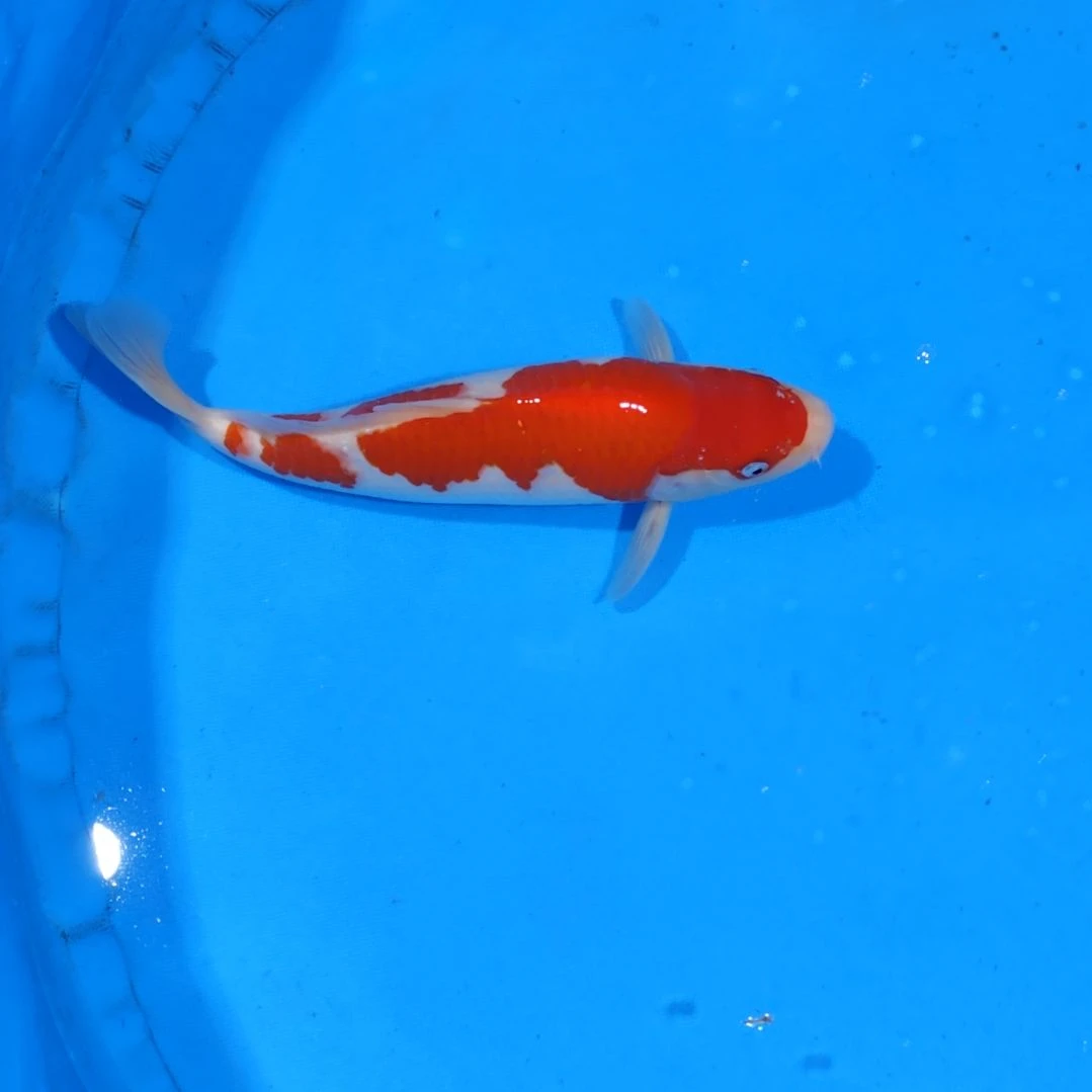 锦鲤32公分红白不寄养手术过