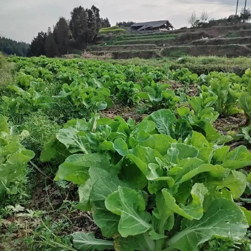 湖南农家露天新鲜黄芽白菜苔当季时令蔬菜现摘现发