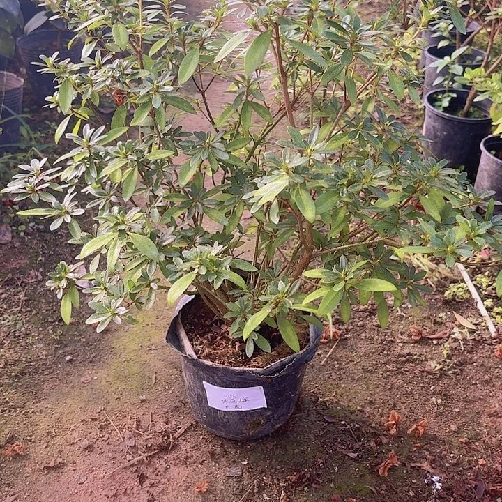 完全开放绿花之泉
