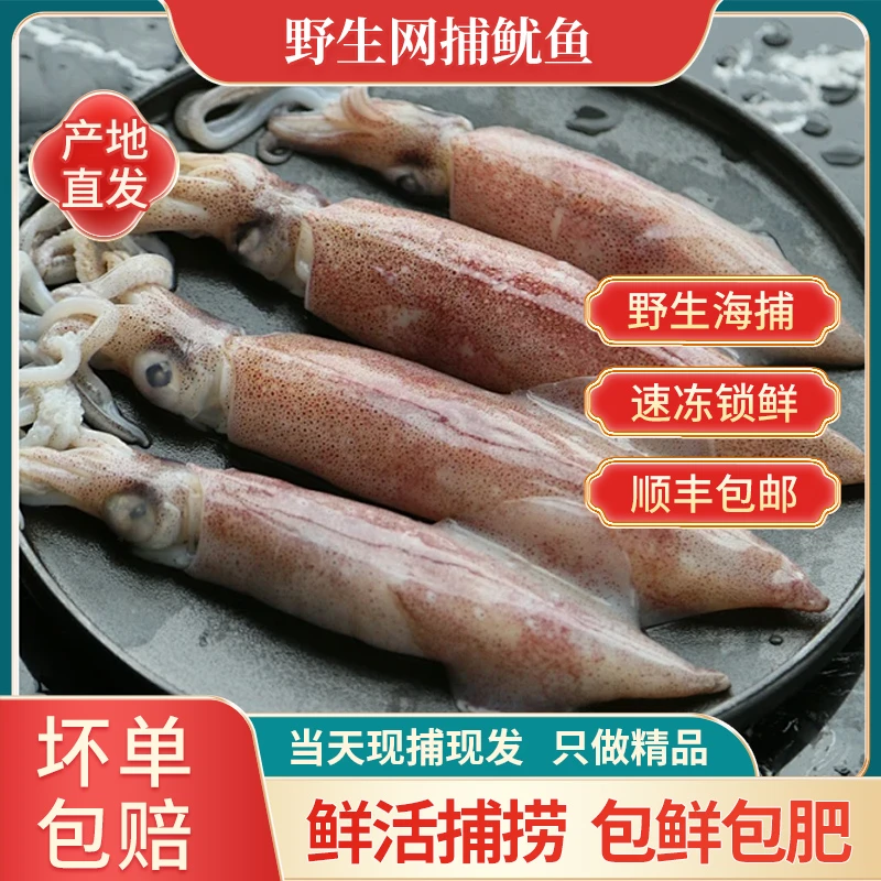 野生网捕鱿鱼 到手（3斤左右）