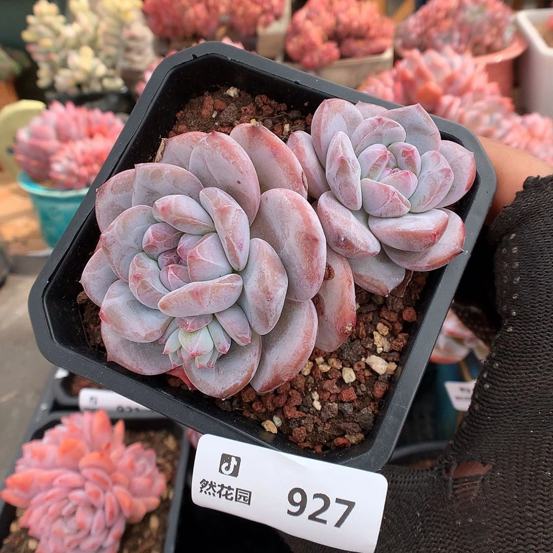 927星影多肉植物6666