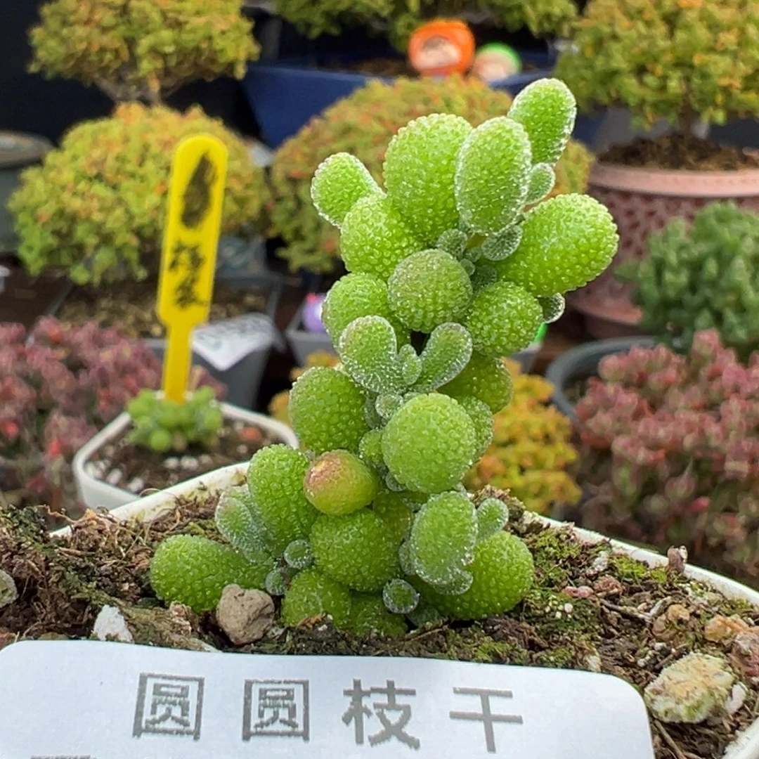 dy5919小可爱翡翠冠幅2.5cm