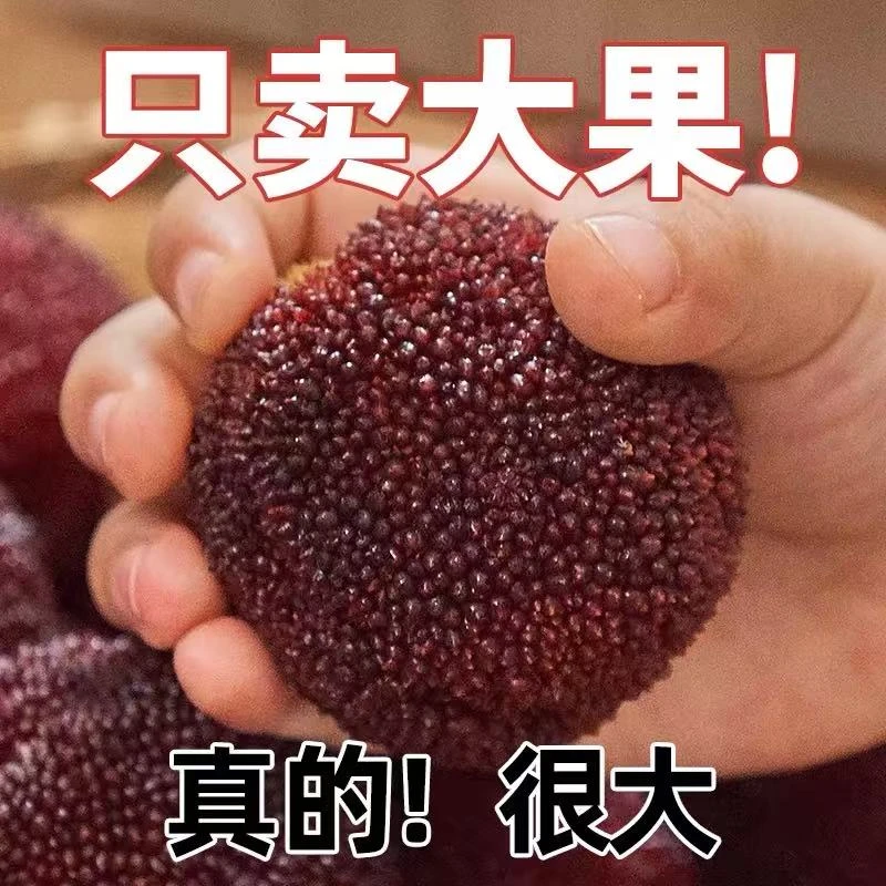 11A【特大果】仙居东魁杨梅水果新鲜采摘冷链坏果包赔酸甜杨梅同城送浙江省