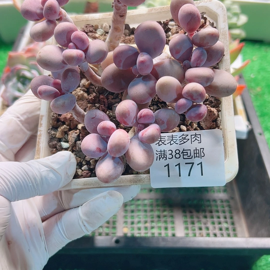 多肉一物拍植物1171