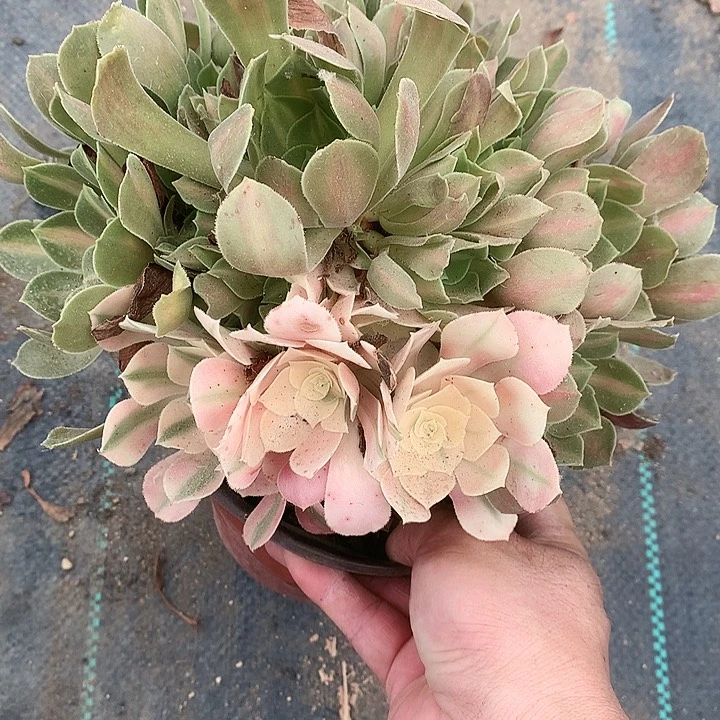 130女巫中斑多肉植物