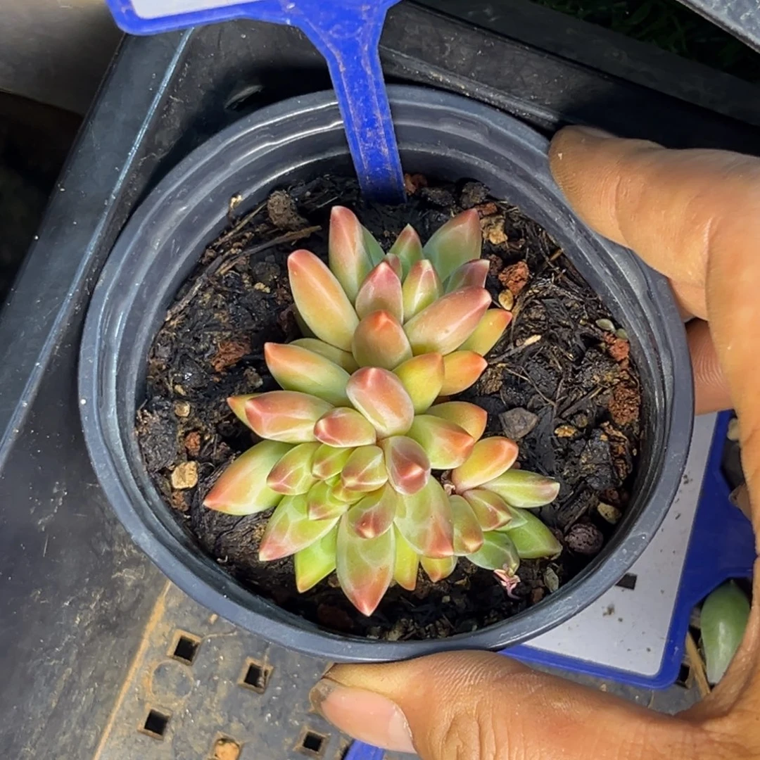 多肉植物梵高美人130