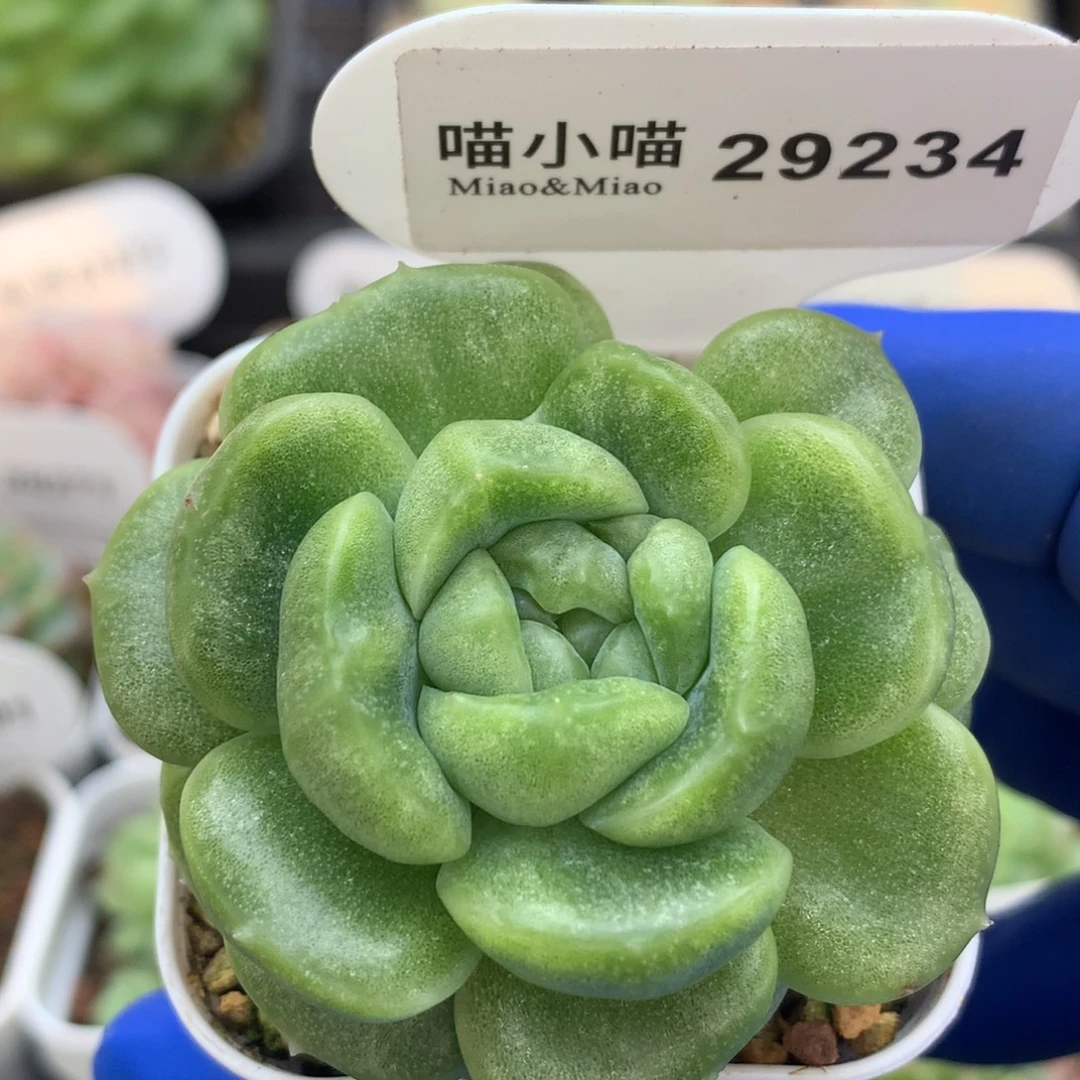 狗***板多肉植物杂交珍妮