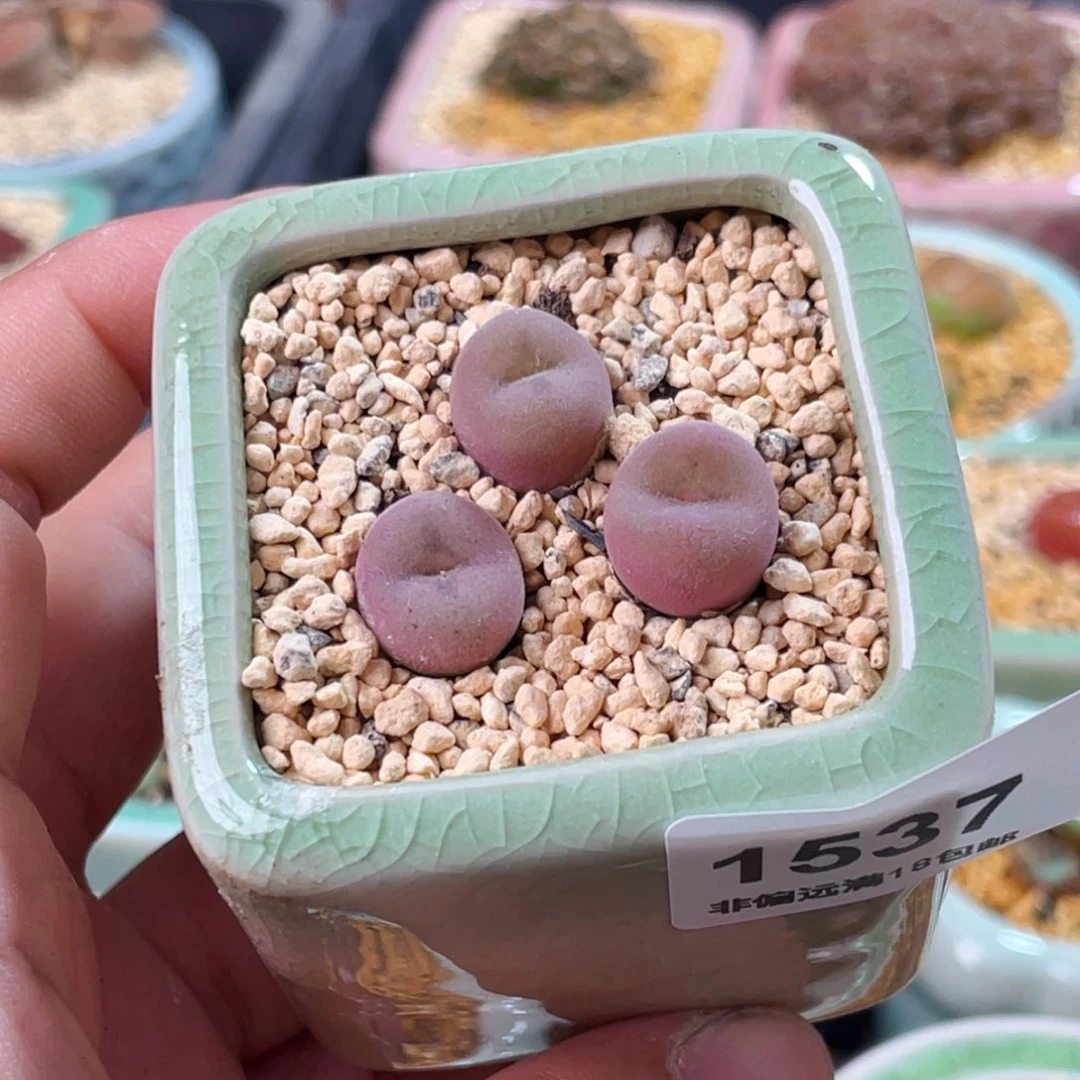 无花朵1537--一物一拍 带盆