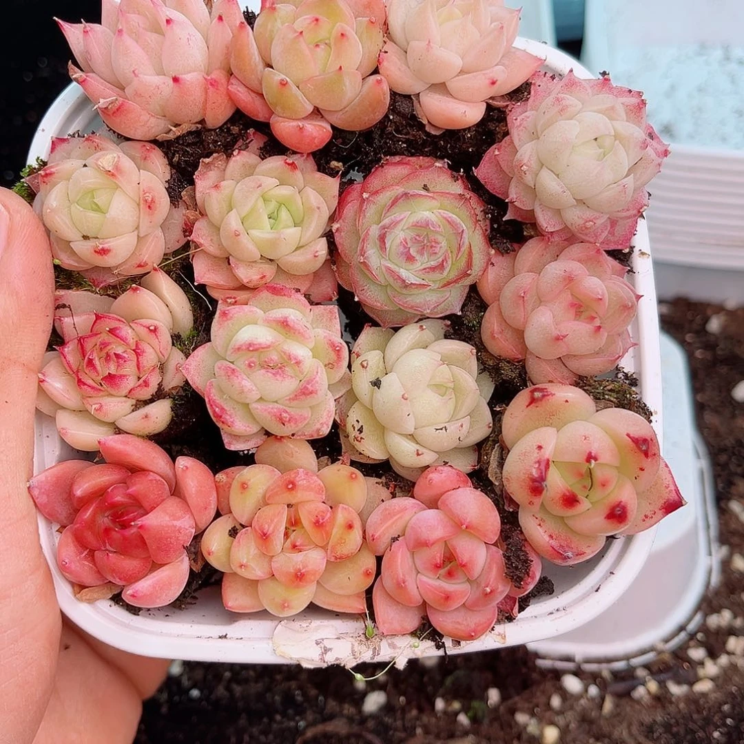 1-181 新疆西藏内蒙不发12.8包邮