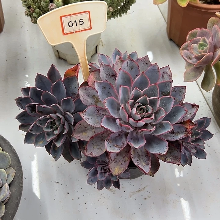 徐***璃完全开放赫拉多肉植物015