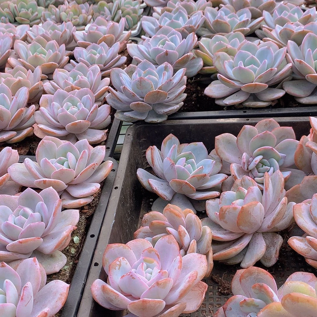 单头韩奶茶456788990000