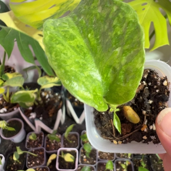 斑****完全开放龟背竹种苗