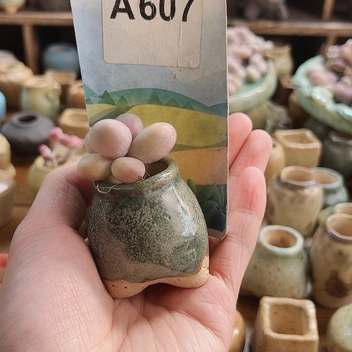 英*607名密密麻麻吗