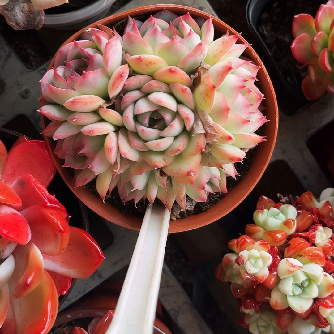 时***转71多肉植物提取萃取剂