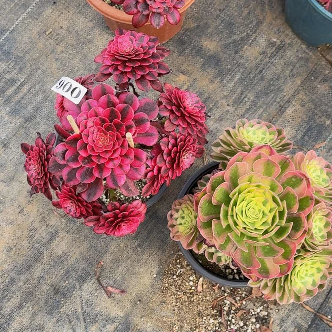 200两颗半木质桩多肉植物