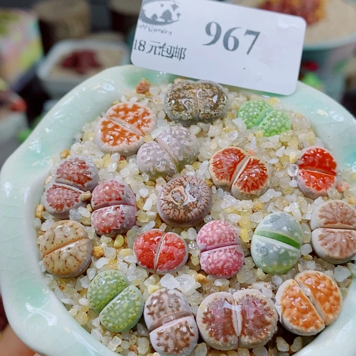 生石花花花花花花花967