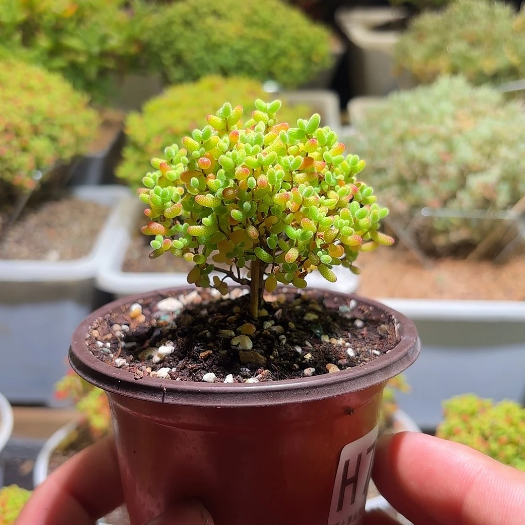 枝干番杏密橘糖球H751