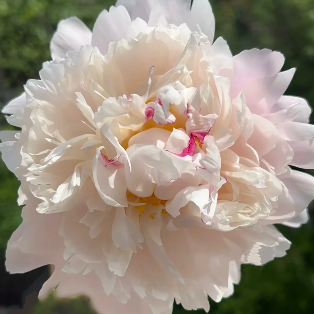 【王朝】进口芍药花种苗基地直发