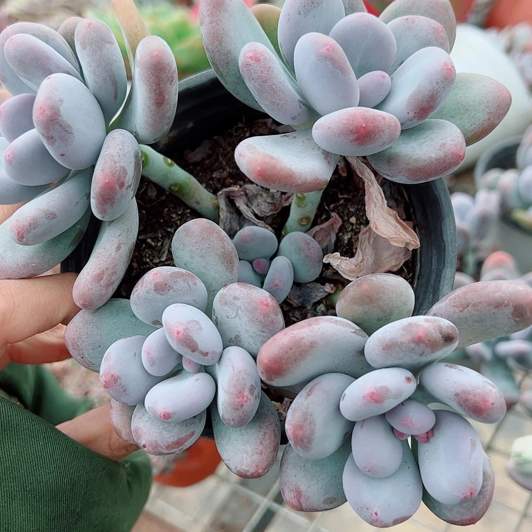 桃美人多头造型精品