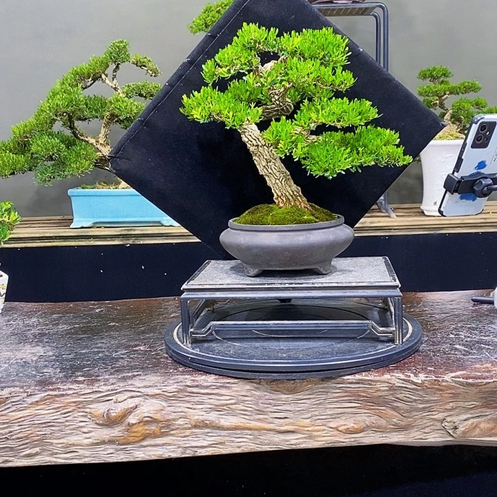 无花朵黄杨盆景四季常青