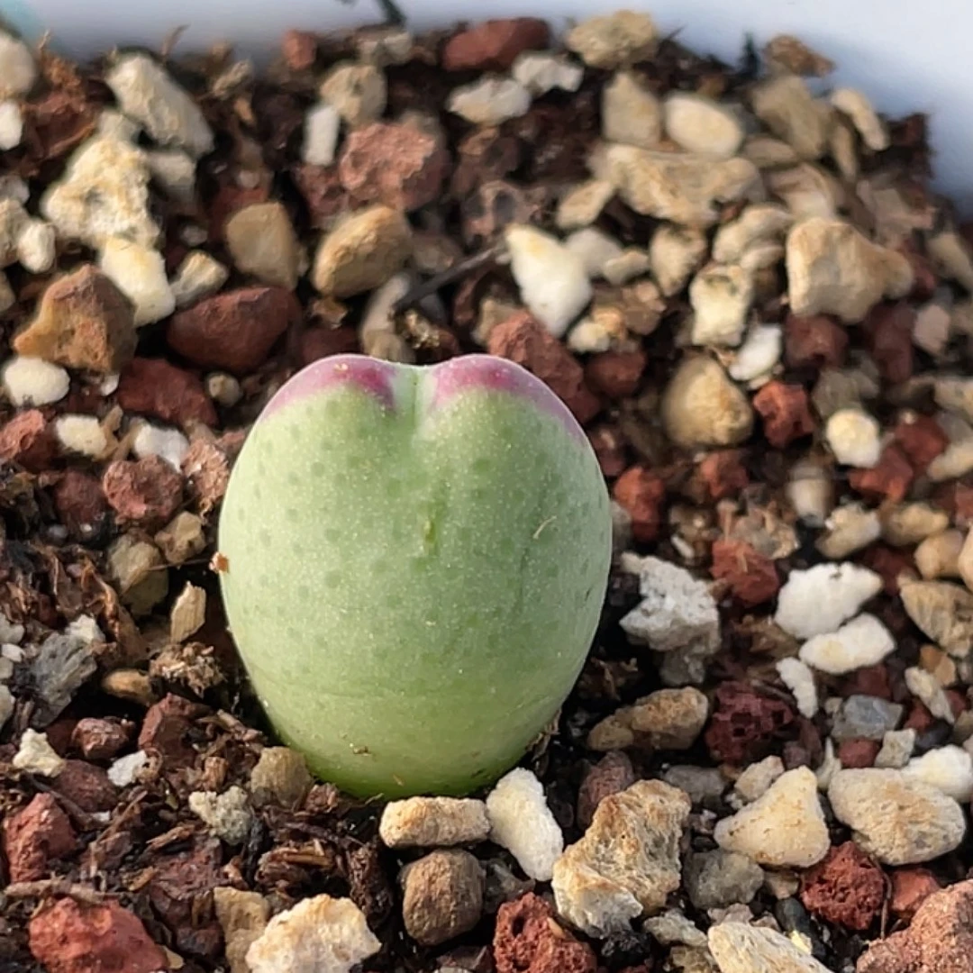20-61白花比卡丘多肉植物