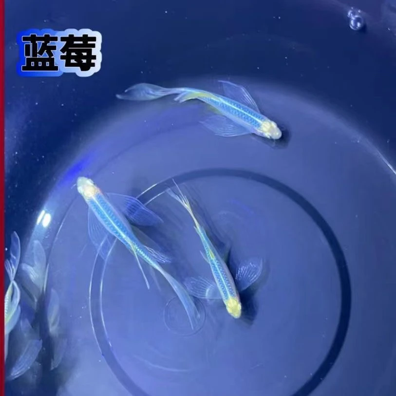 蝶翼蓝莓翡翠斑马蝶翼斑马鱼长鳍长尾翡翠龙凤好养易活观赏鱼活鱼