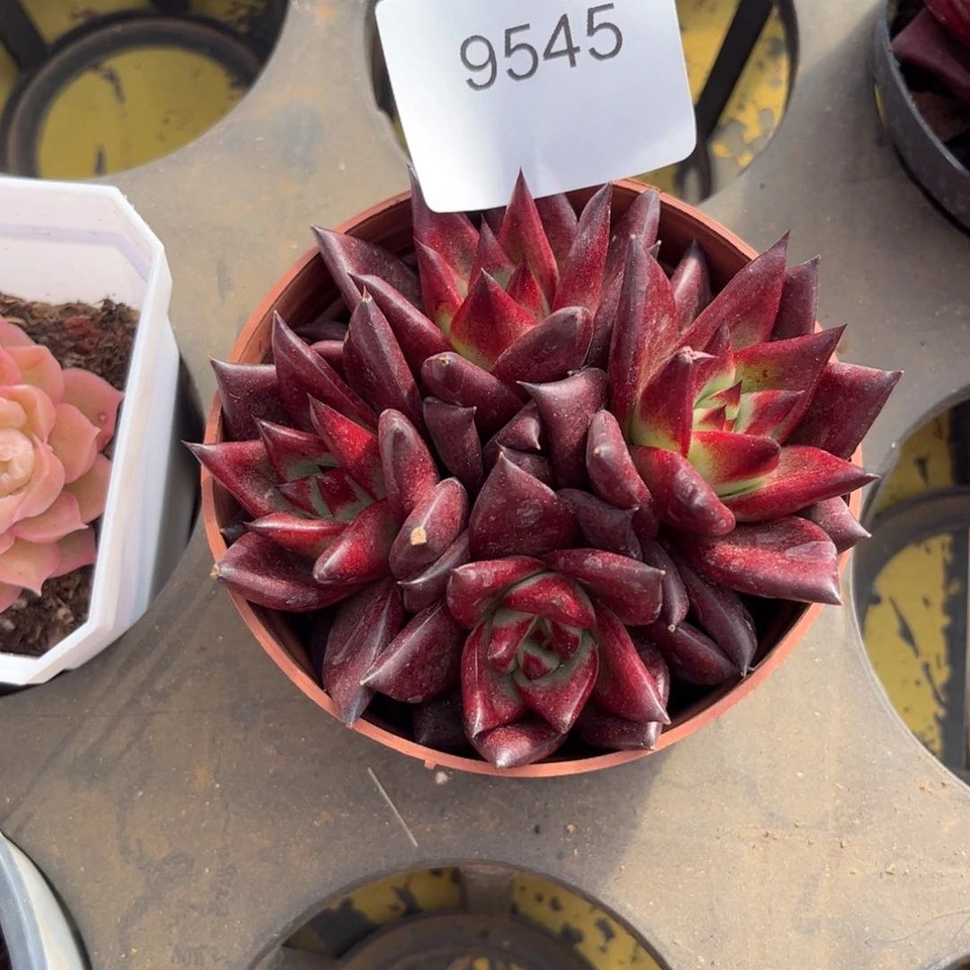 小****9545四头罗宾多肉