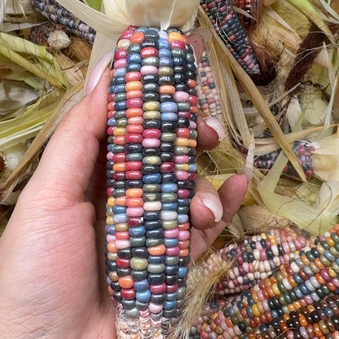 柏香籽/百香籽吊坠最***生