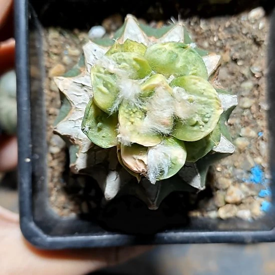 哥怒锦球接815815