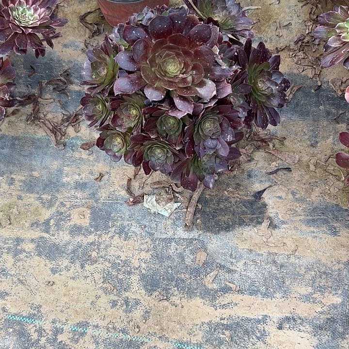 飘**生多肉法师植物链接49