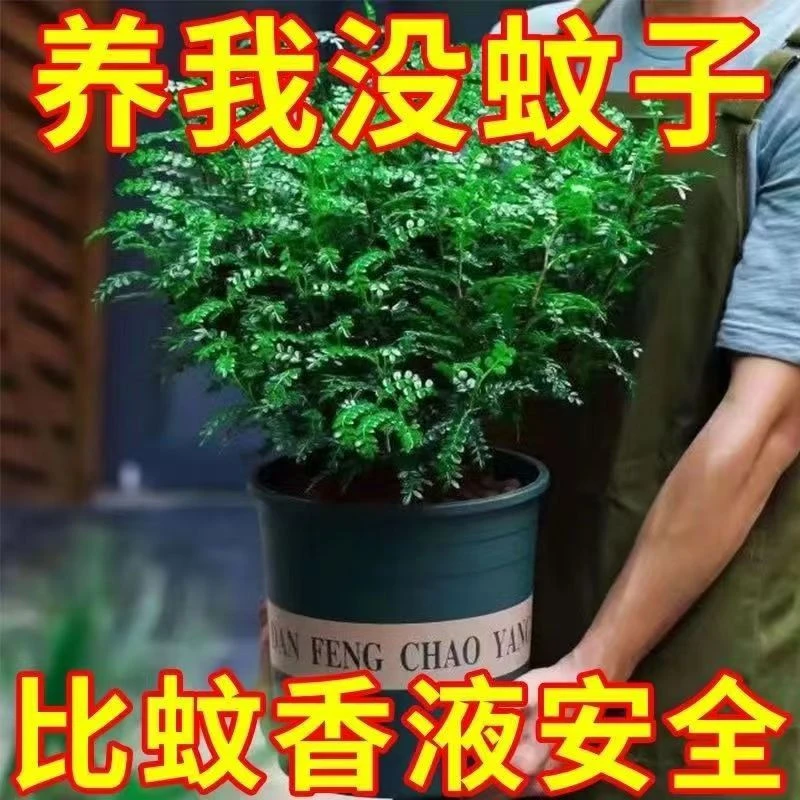 清香味道胡椒木懒人花卉驱蚊吸甲醛
