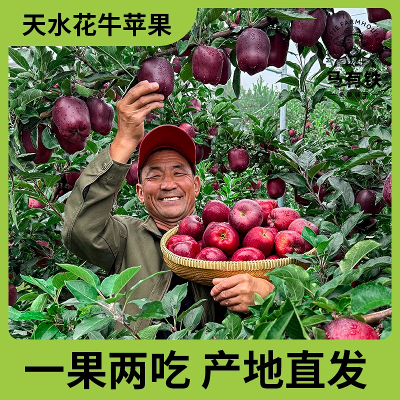 【一果两吃】甘肃天水花牛苹果可刮泥粉面苹果4.5斤