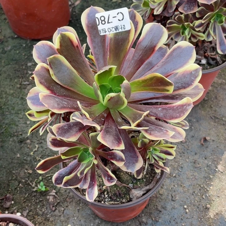 780欧嘉莉多肉1，ailoquz