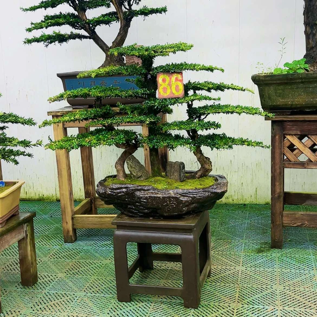 【闪购商品】无花朵叶**秋