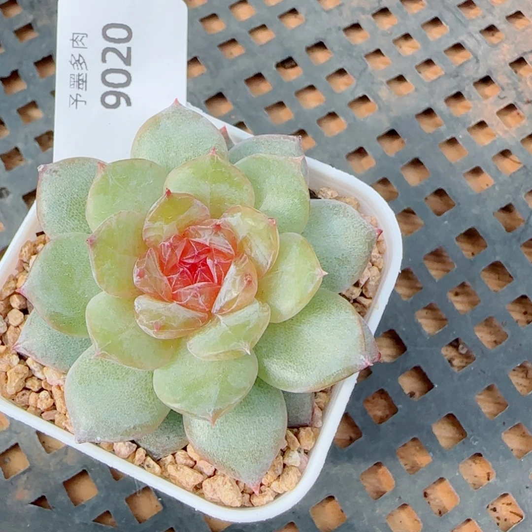 棉花糖，9020多肉植物