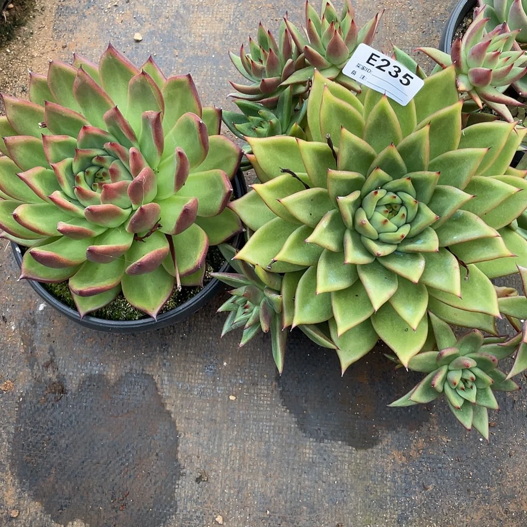 若如东云组拍E235