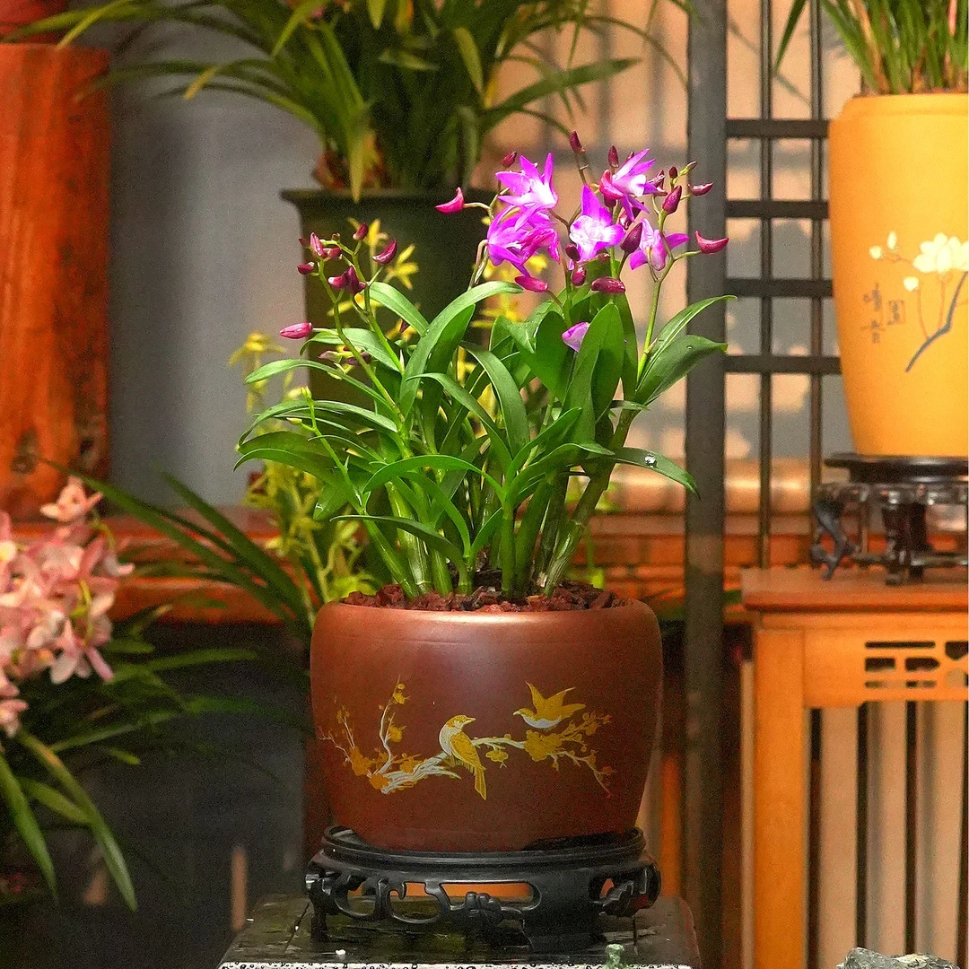 澳洲香水石斛臻品【石斛兰】名贵兰花 办公室内外阳台好养盆栽精品