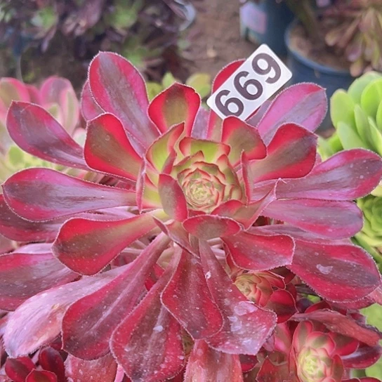 往**生多肉植物一个